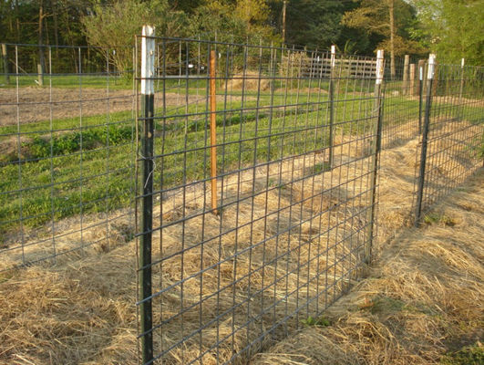 6 stóp stalowe nabijane T Post ocynkowane ogrodzenie rolnicze za pomocą